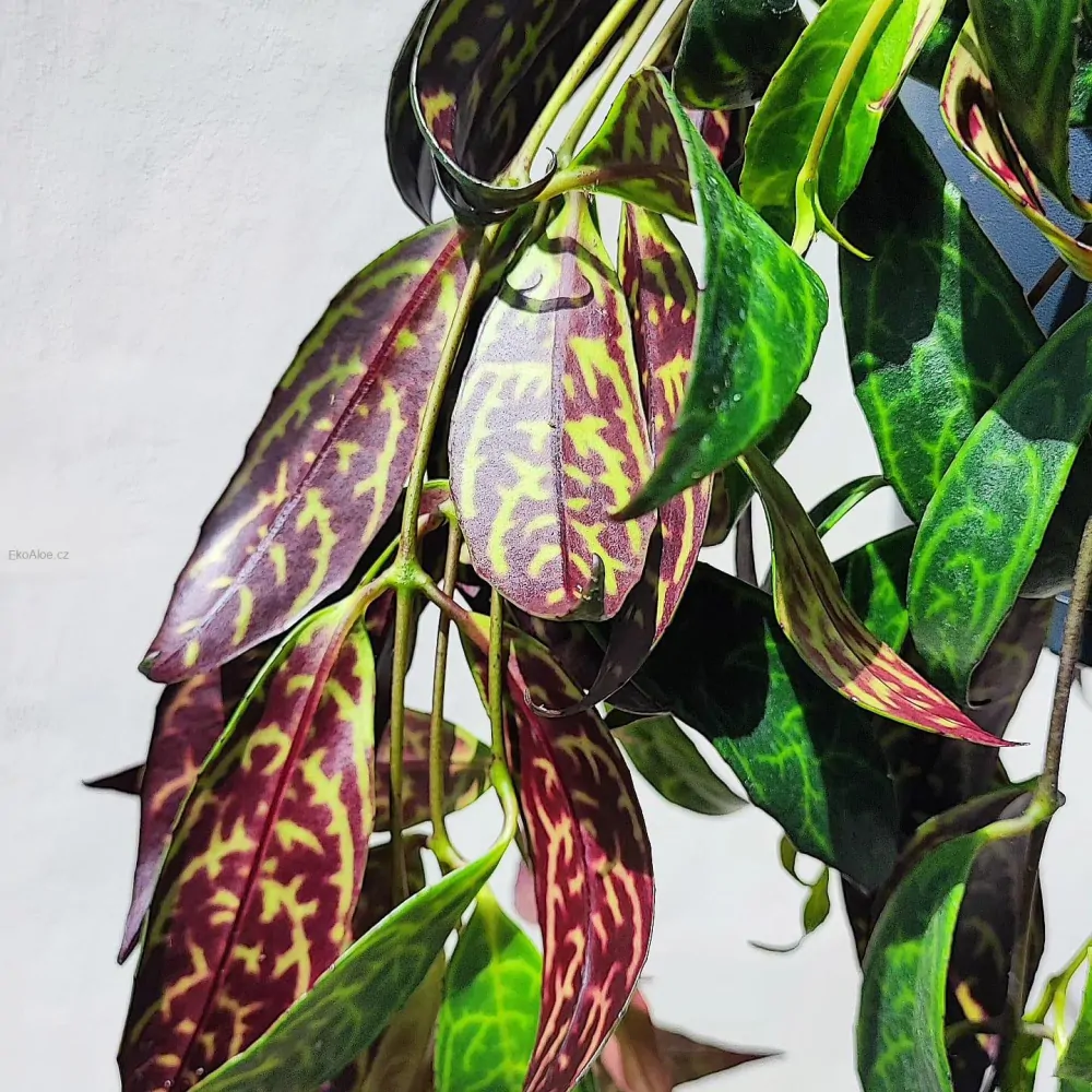 Aeschynanthus marmoratus řízek k zakořenění