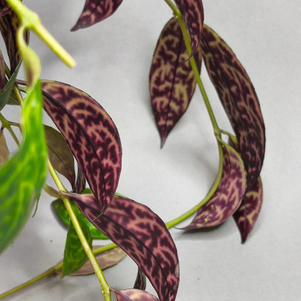 Aeschynanthus marmoratus XXL