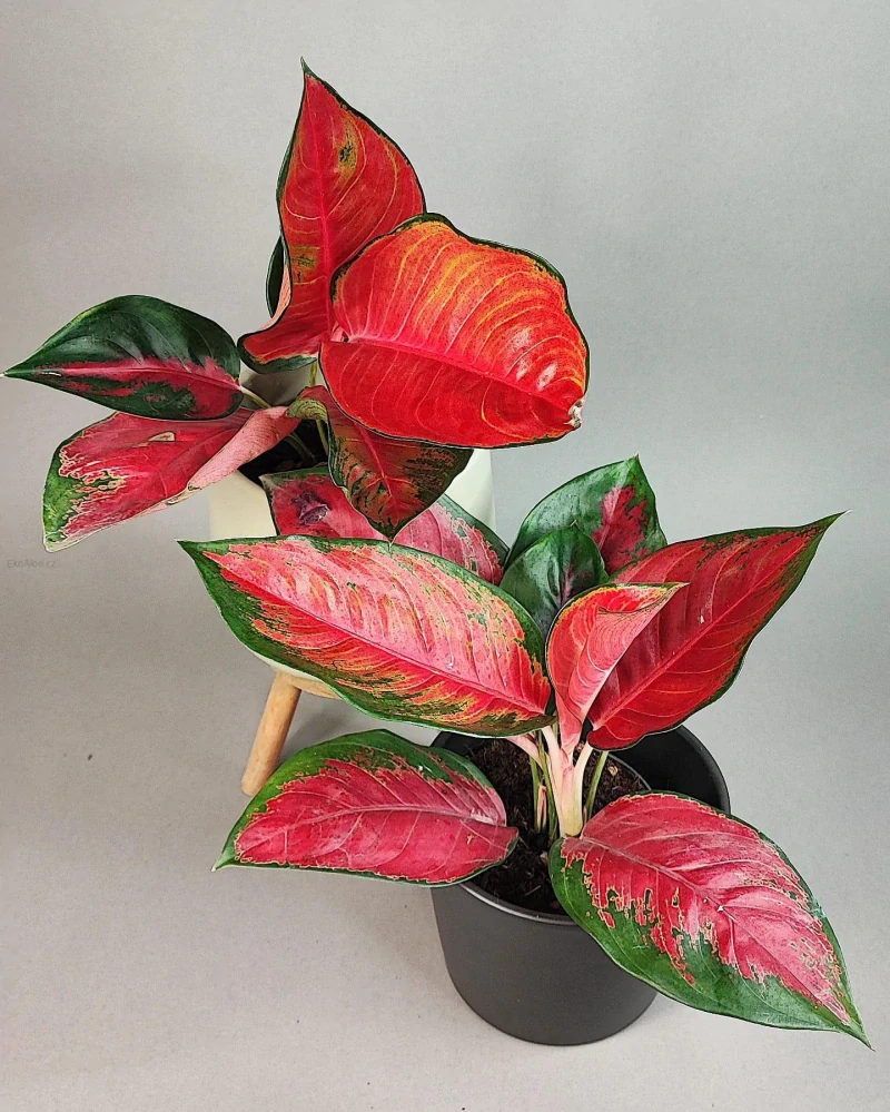 Aglaonema commutatum Suksom Jaipong Chilli