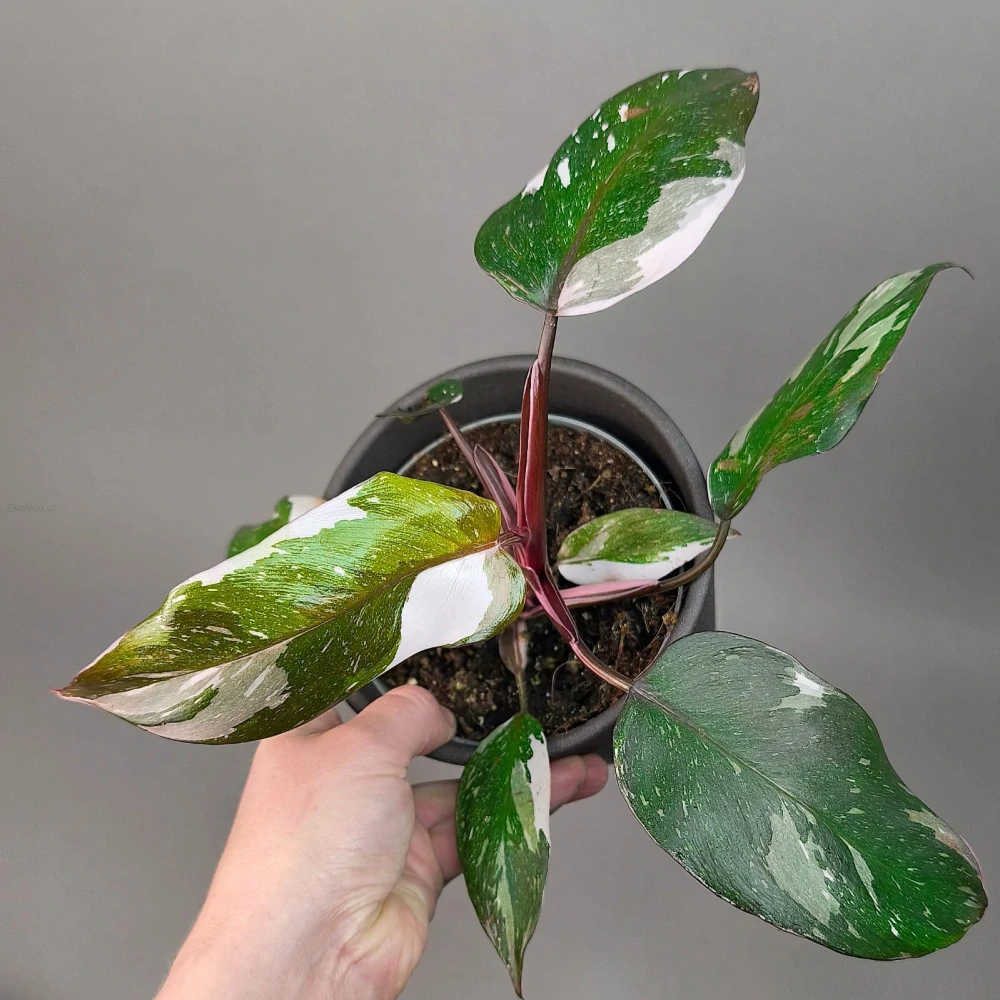 Philodendron Red Anderson 