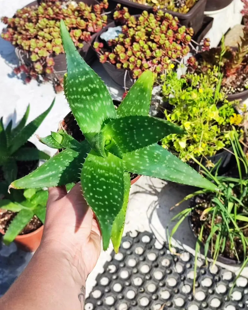 Pravá poctivá domácí Aloe Vera