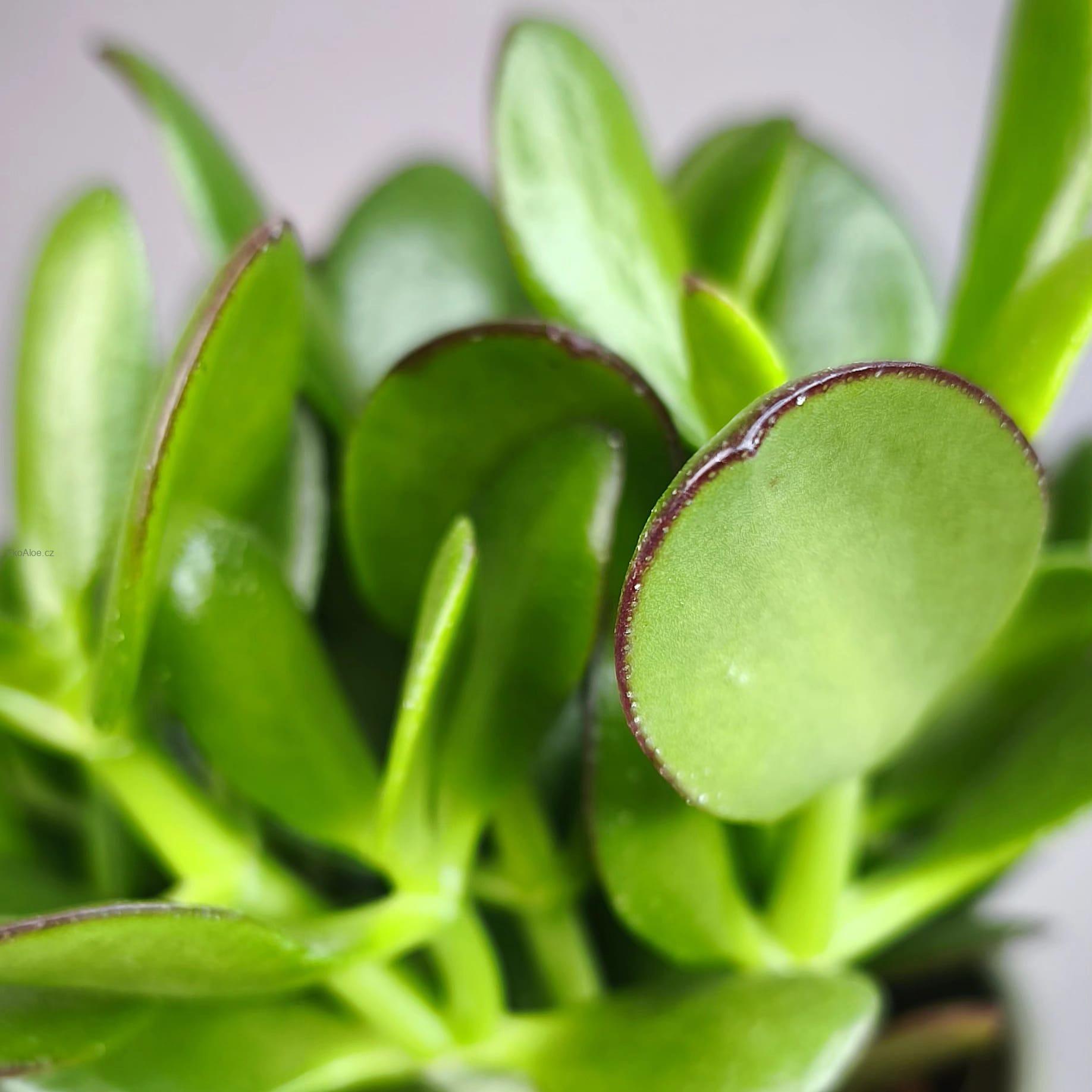 Crassula ovata