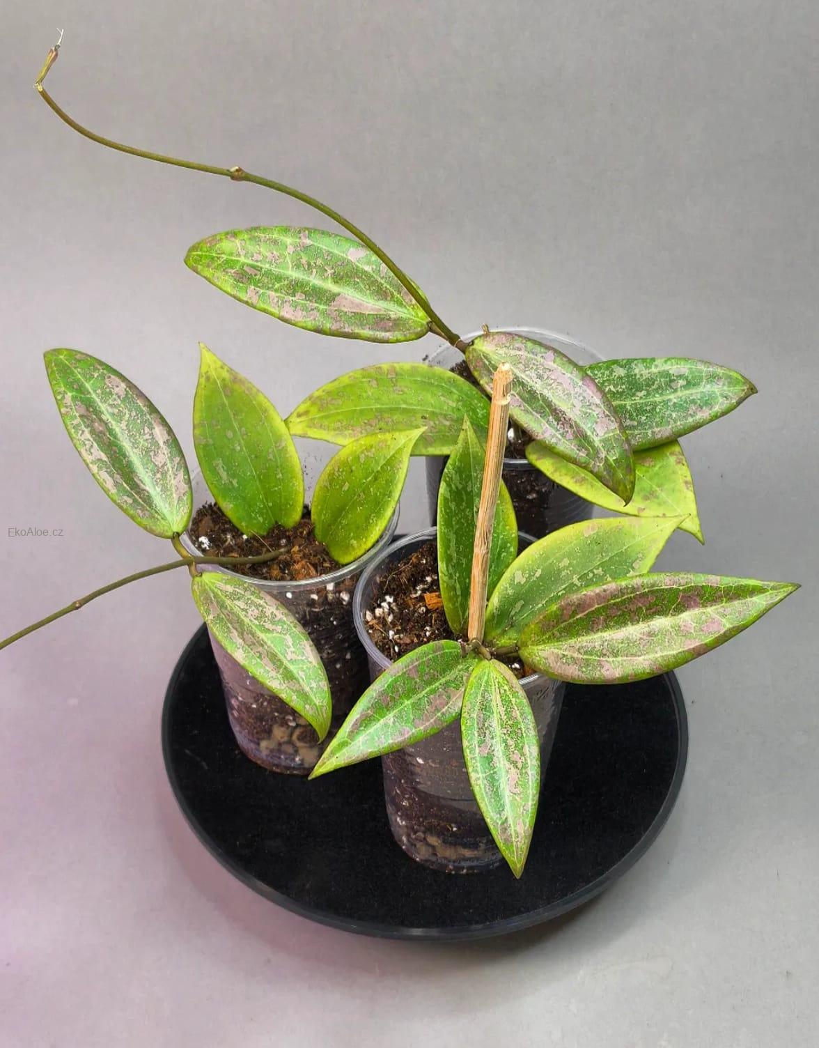 Hoya Wibergiae