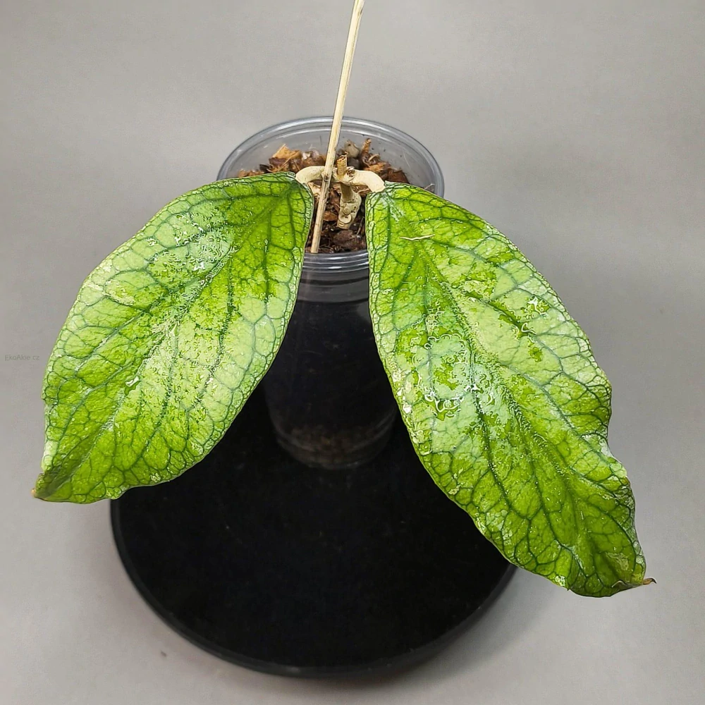 Hoya Vitellinoides Gigante