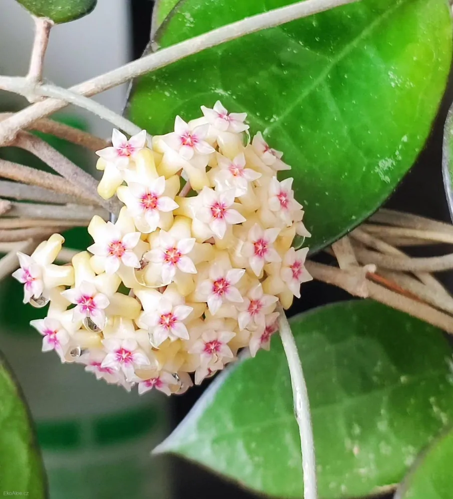 Hoya parasitica 'Black Margin'   Zakořeněný řízek v květináči o průměru 9cm