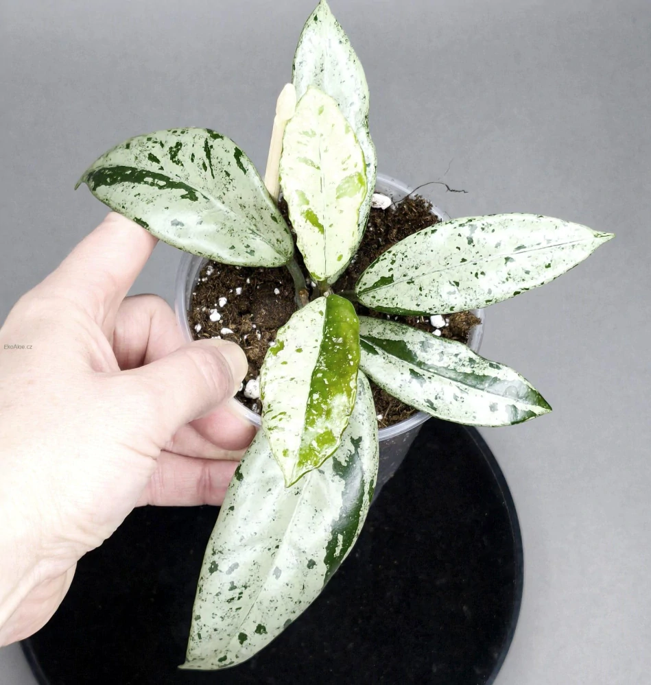 Hoya carnosa Wilbur Graves Russia