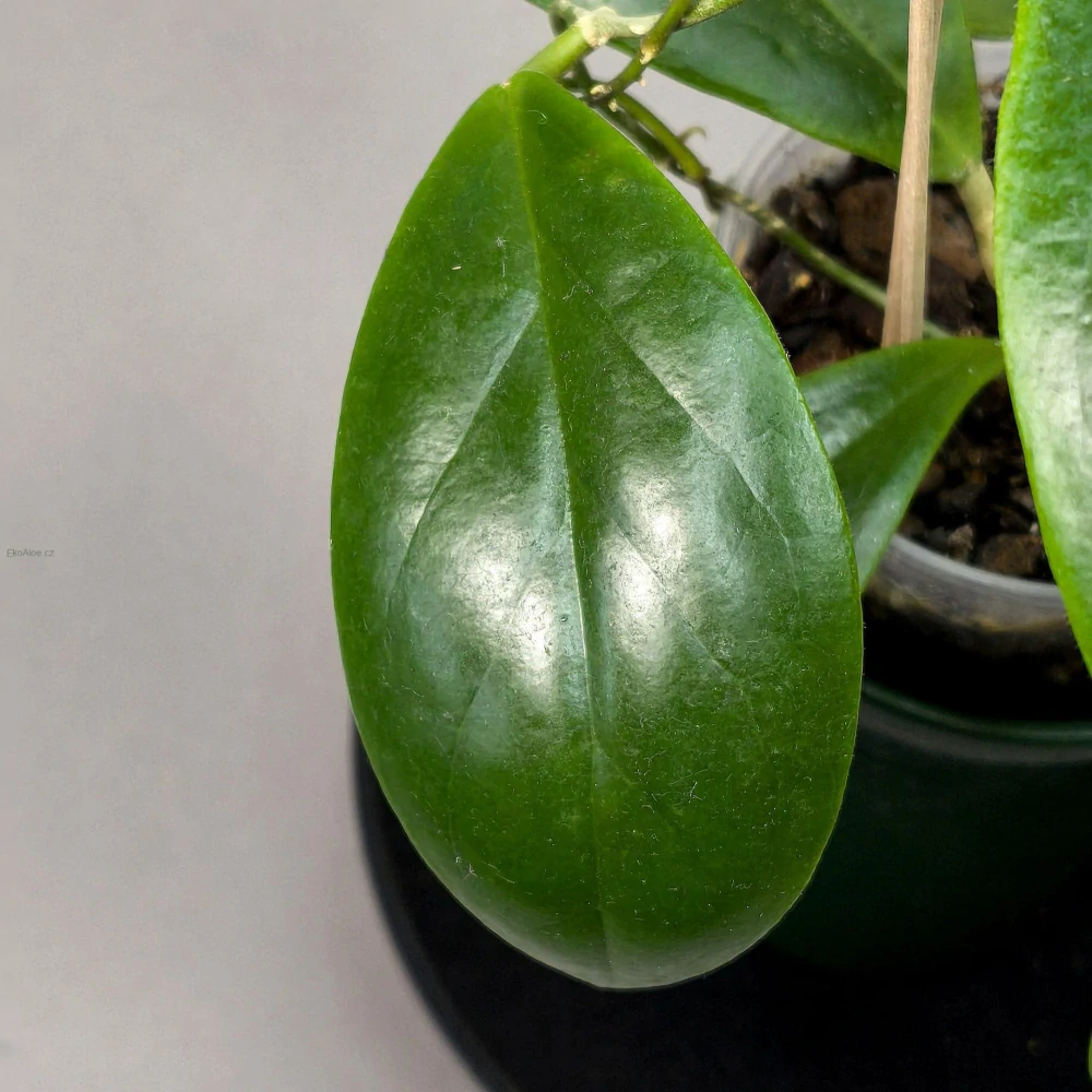 Hoya Macgregorii