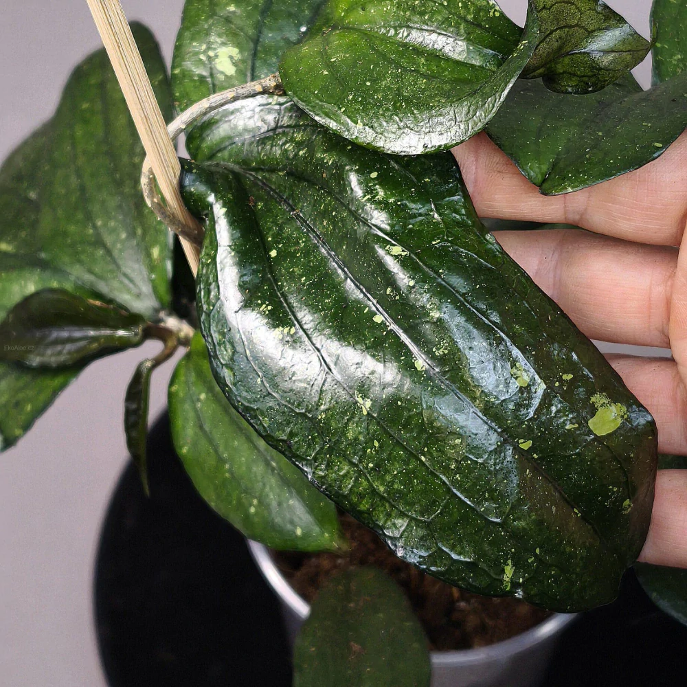 Hoya Erythrina