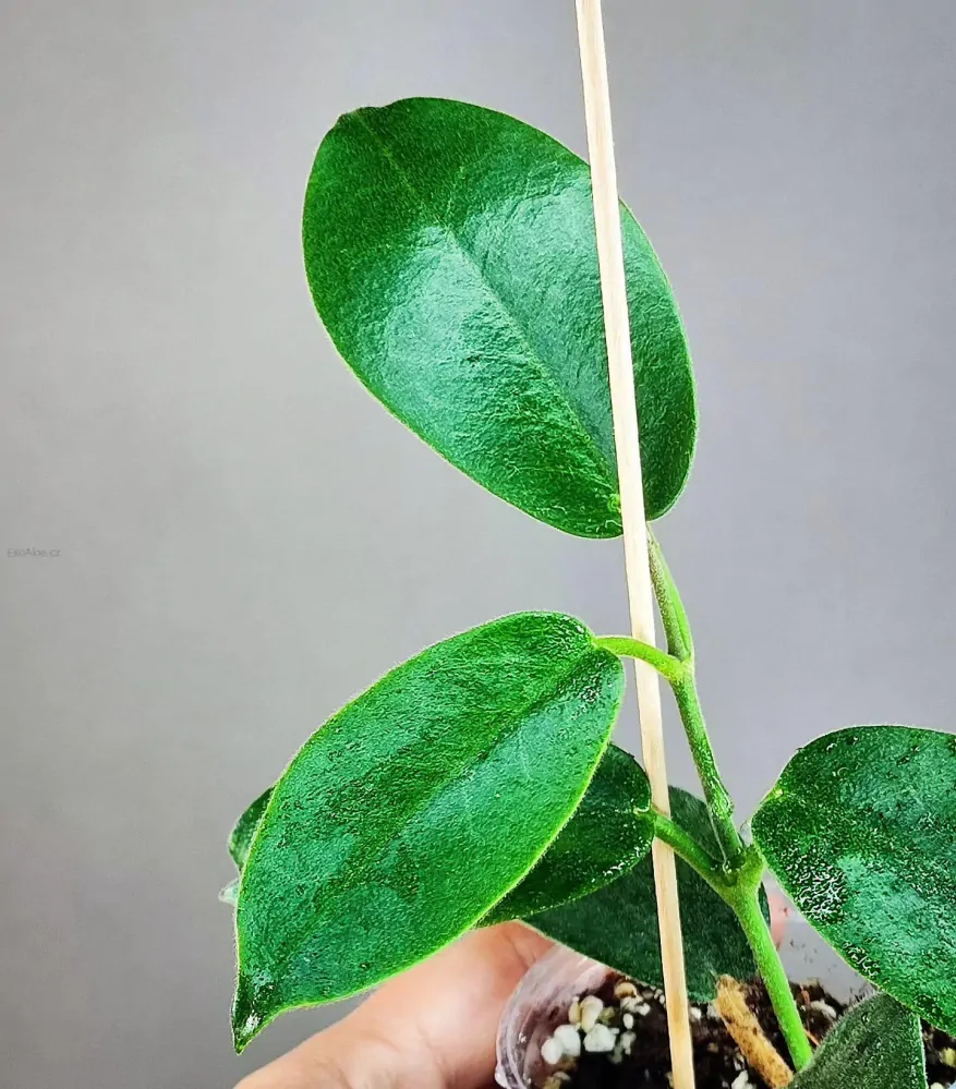Hoya albiflora