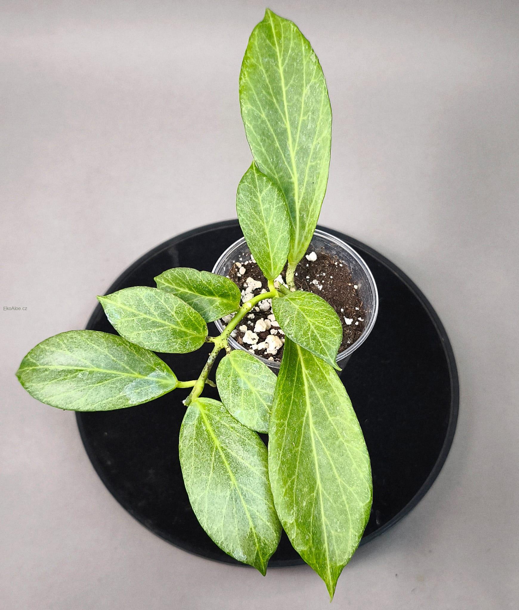 Hoya obscura silver