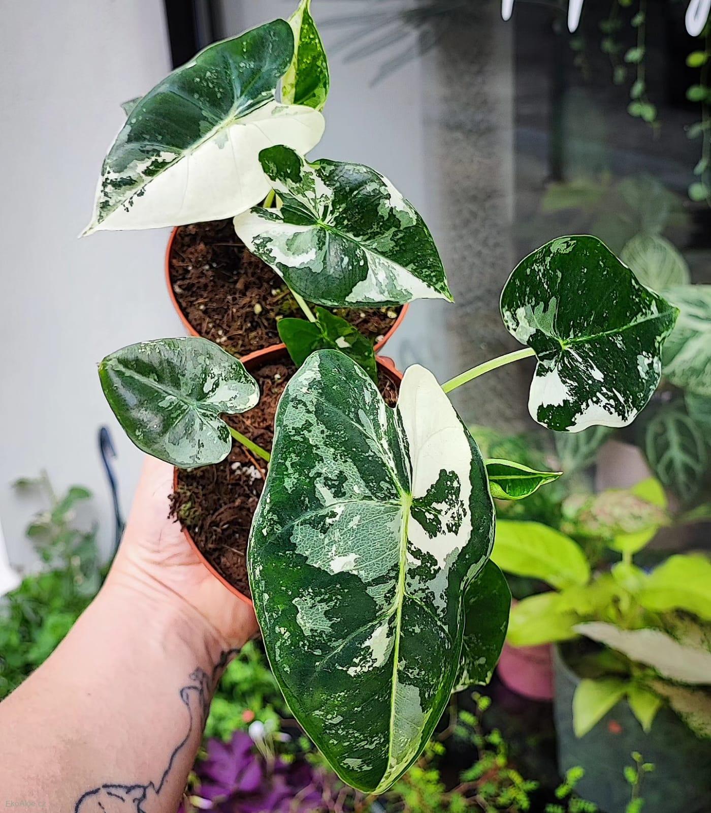 Alocasia Frydek Variegata
