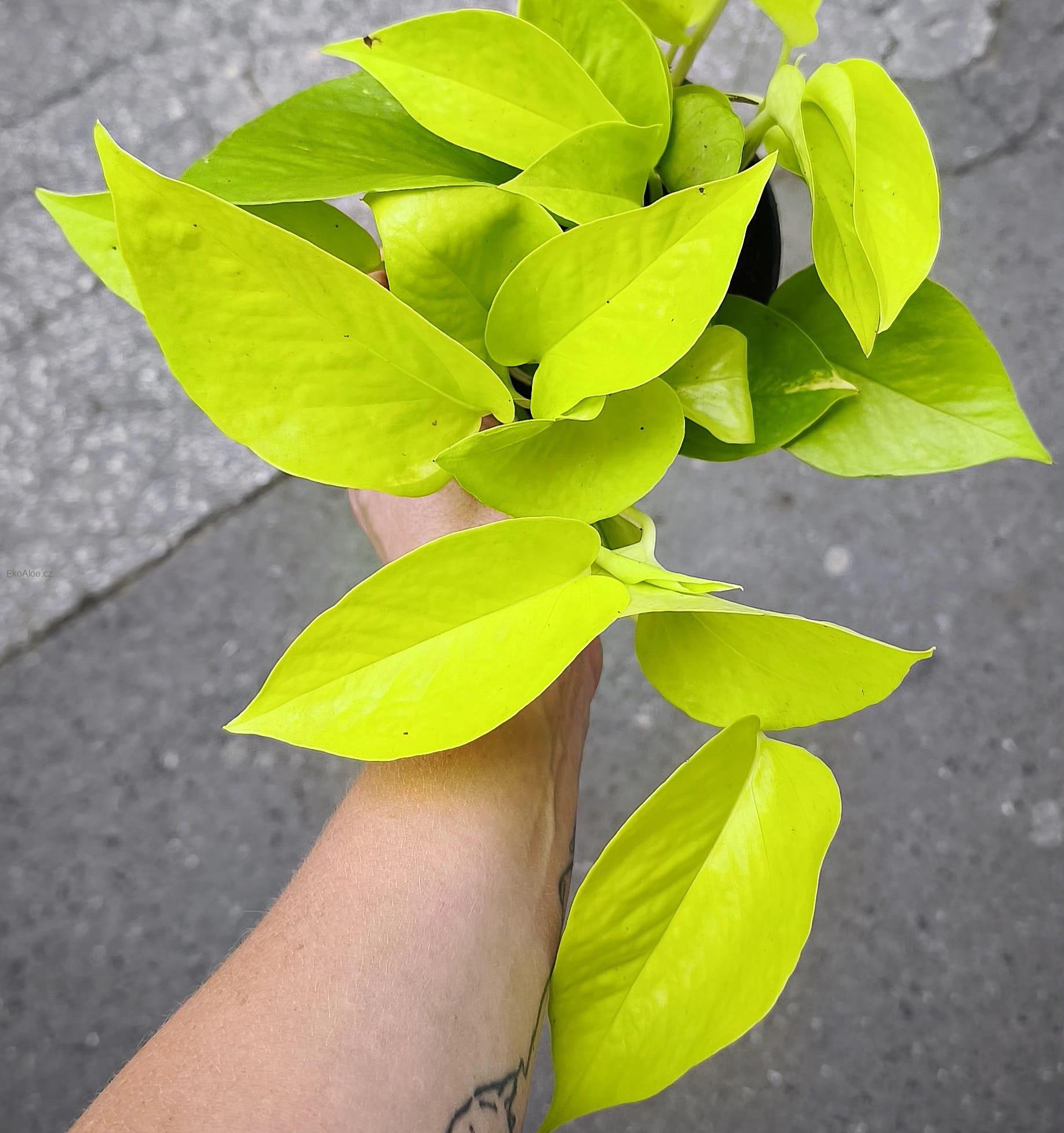 Epipremnum aureum Neon