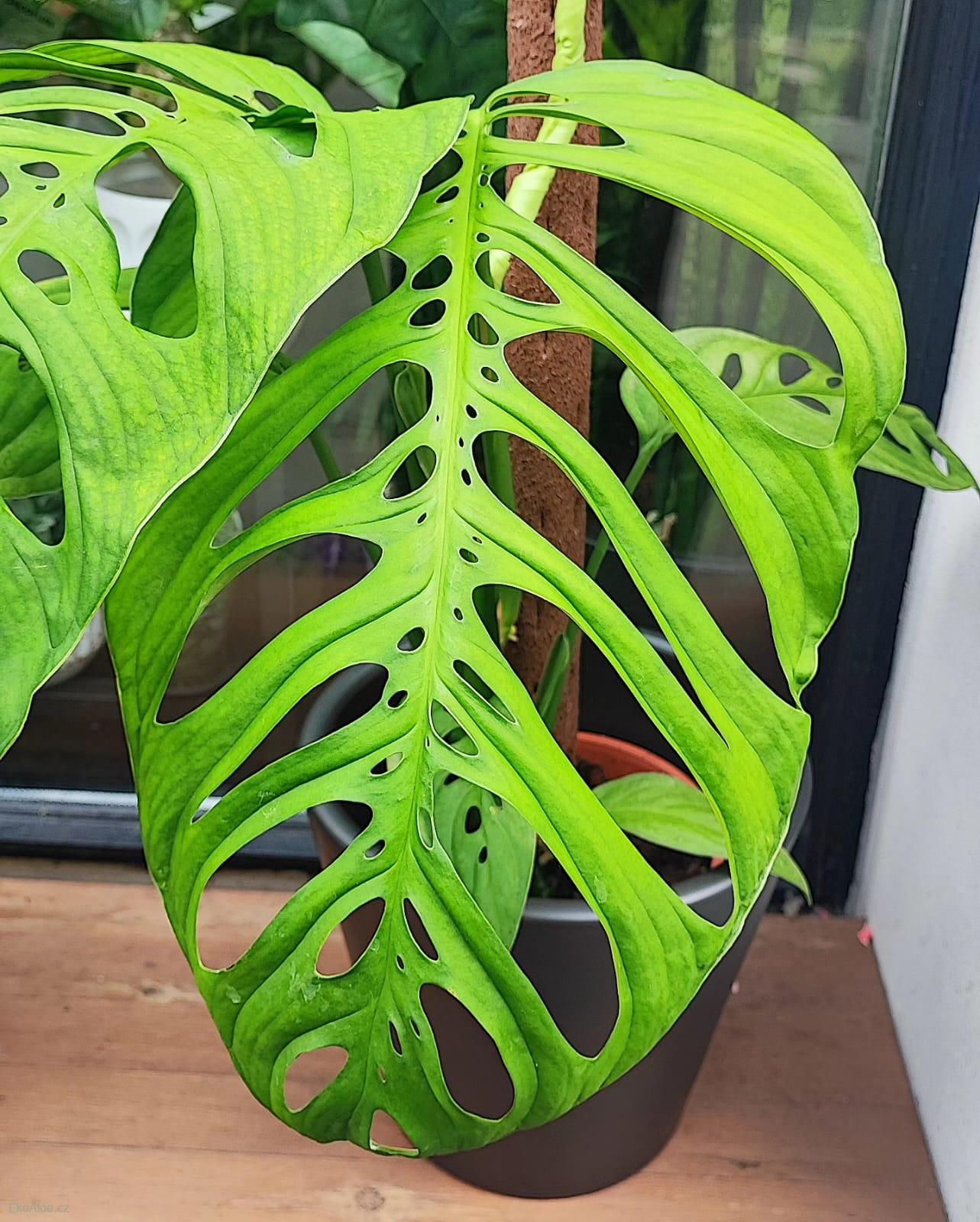Monstera Esqueletto