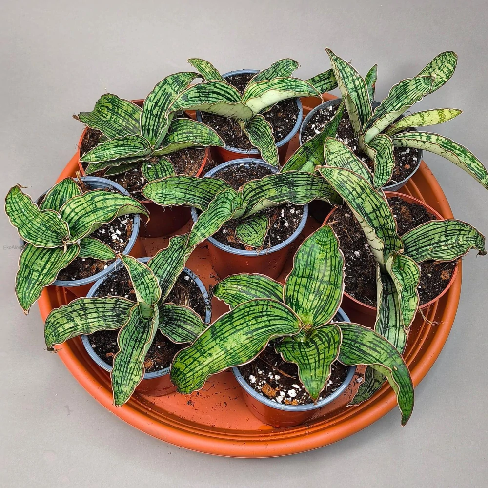 Sansevieria cv. Cleopatra