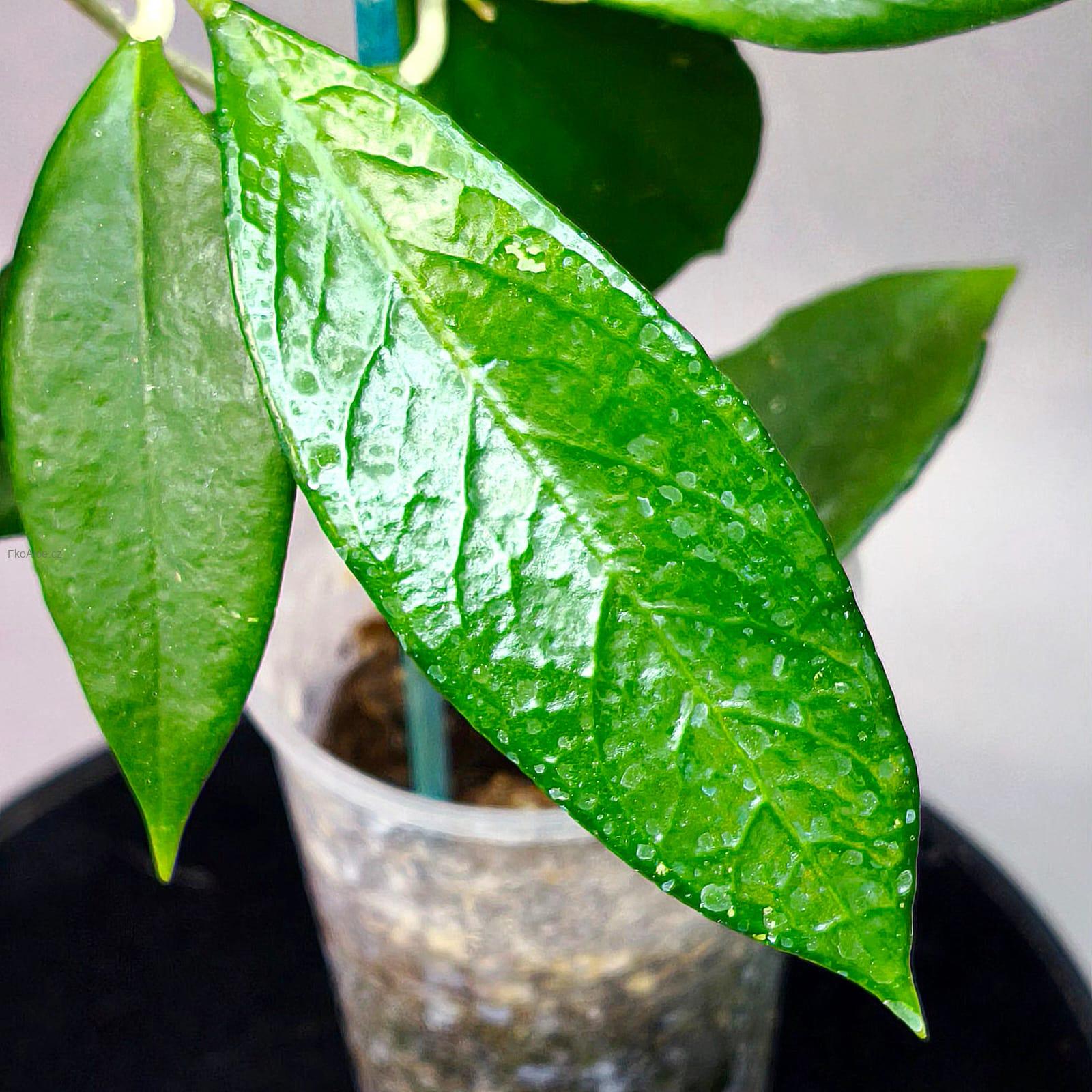 Hoya sp Timor Leste
