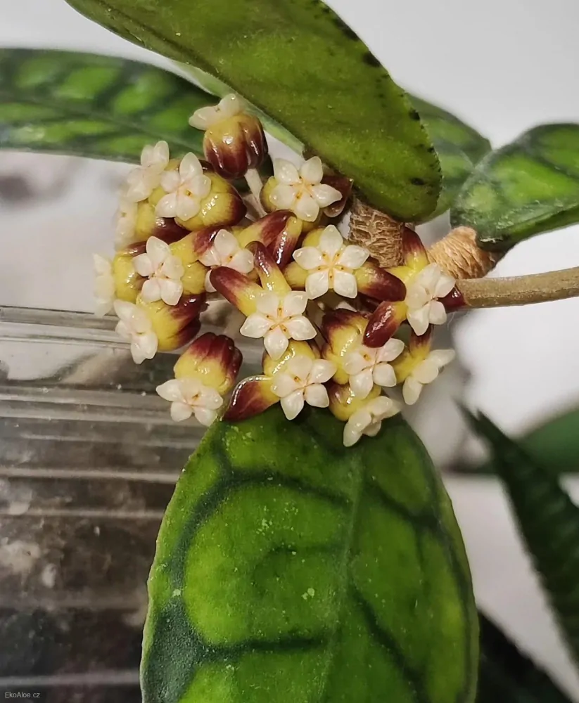 Hoya sp. Kalimantan IML 1168