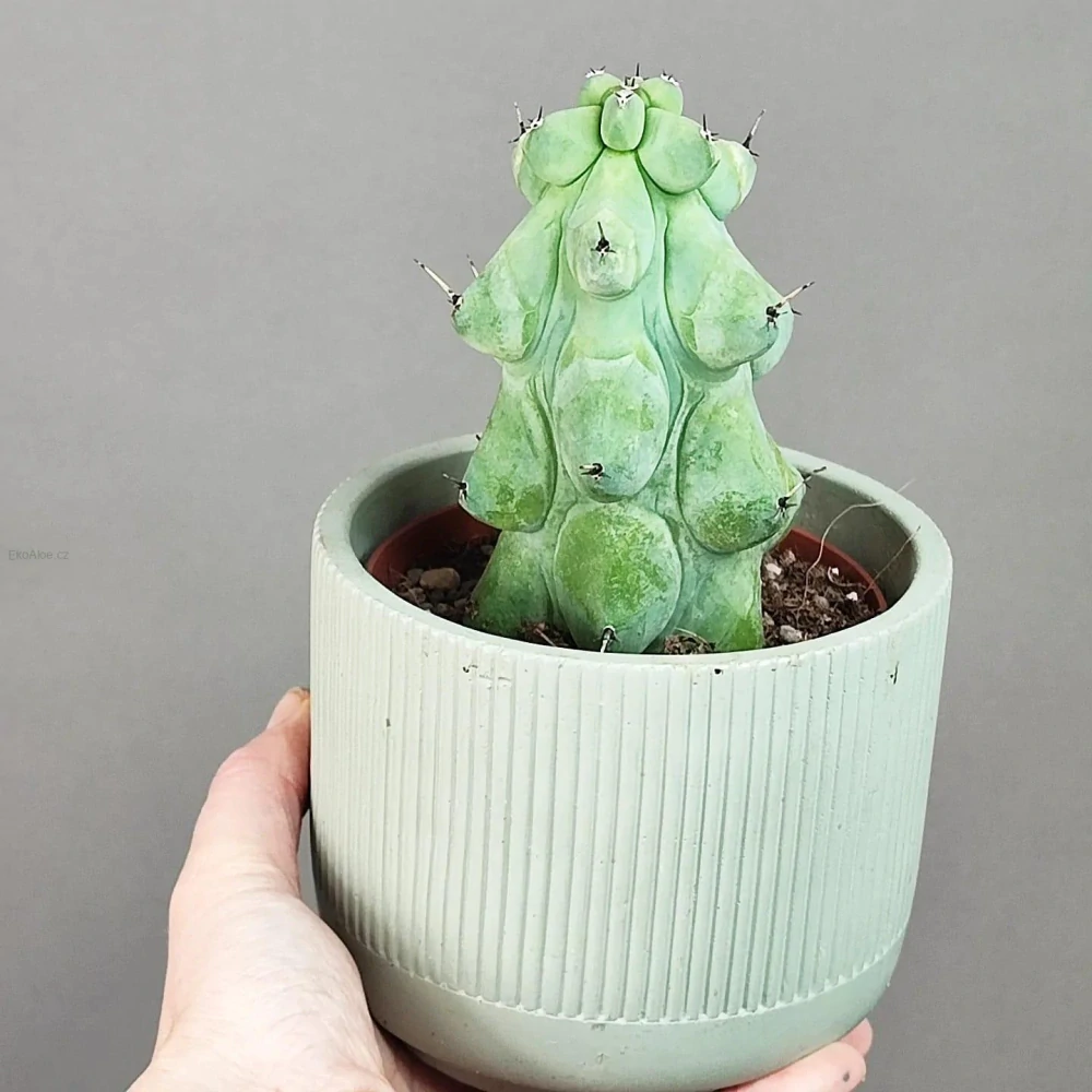 Myrtillocactus Geometrizans 