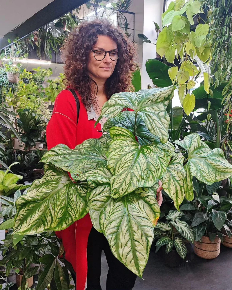 Cercestis Mirabilis XXL
