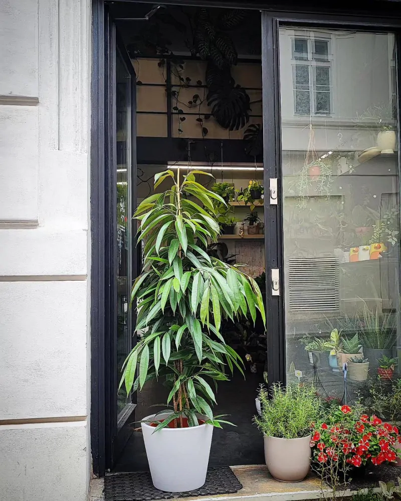 Ficus binnendjikii Amstel King XL