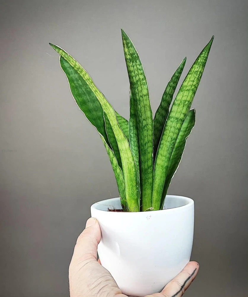 Sansevieria zeylanica Greenline