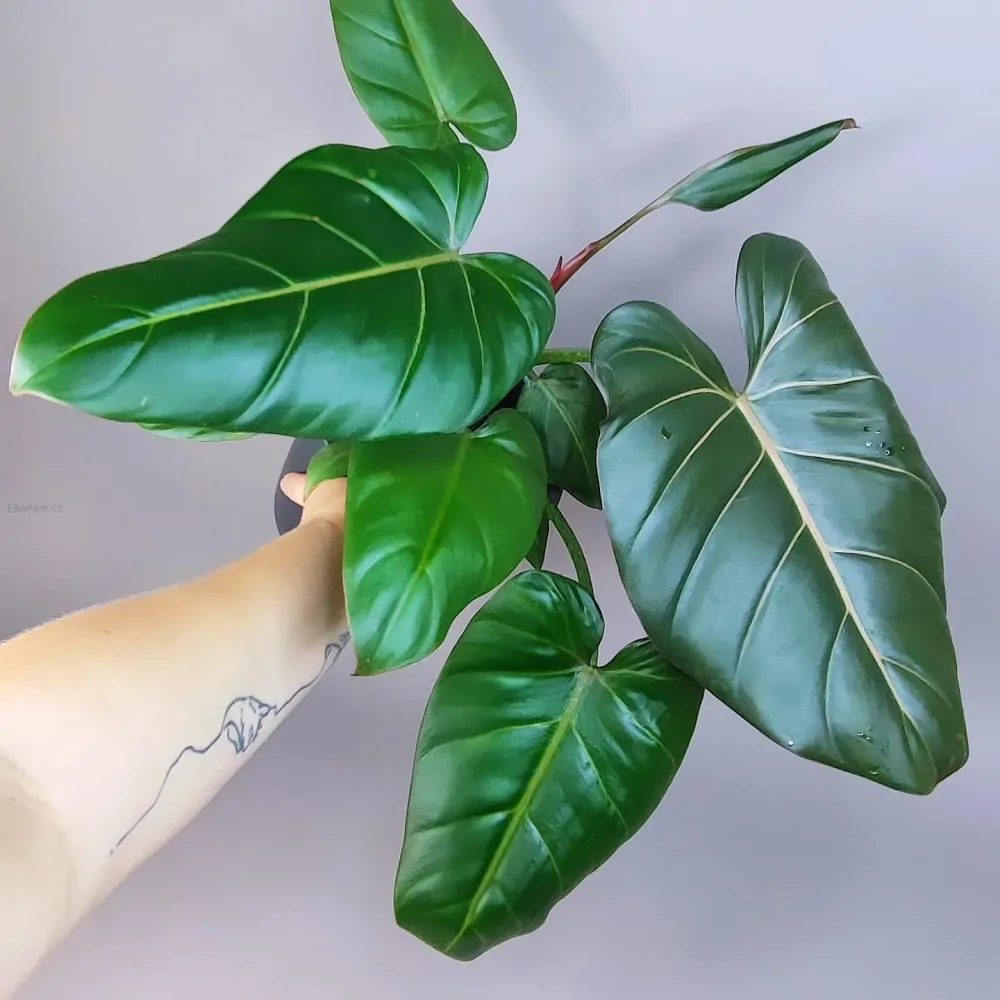 Philodendron Summer Glory