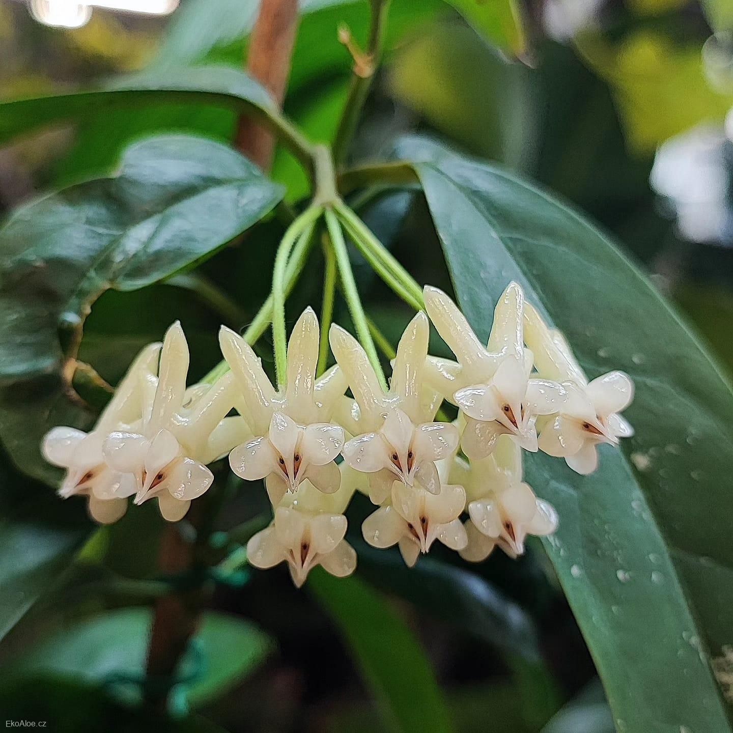 Hoya lockii