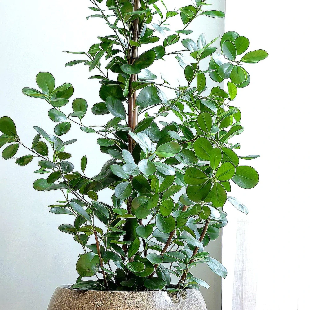 Ficus microcarpa Moclame