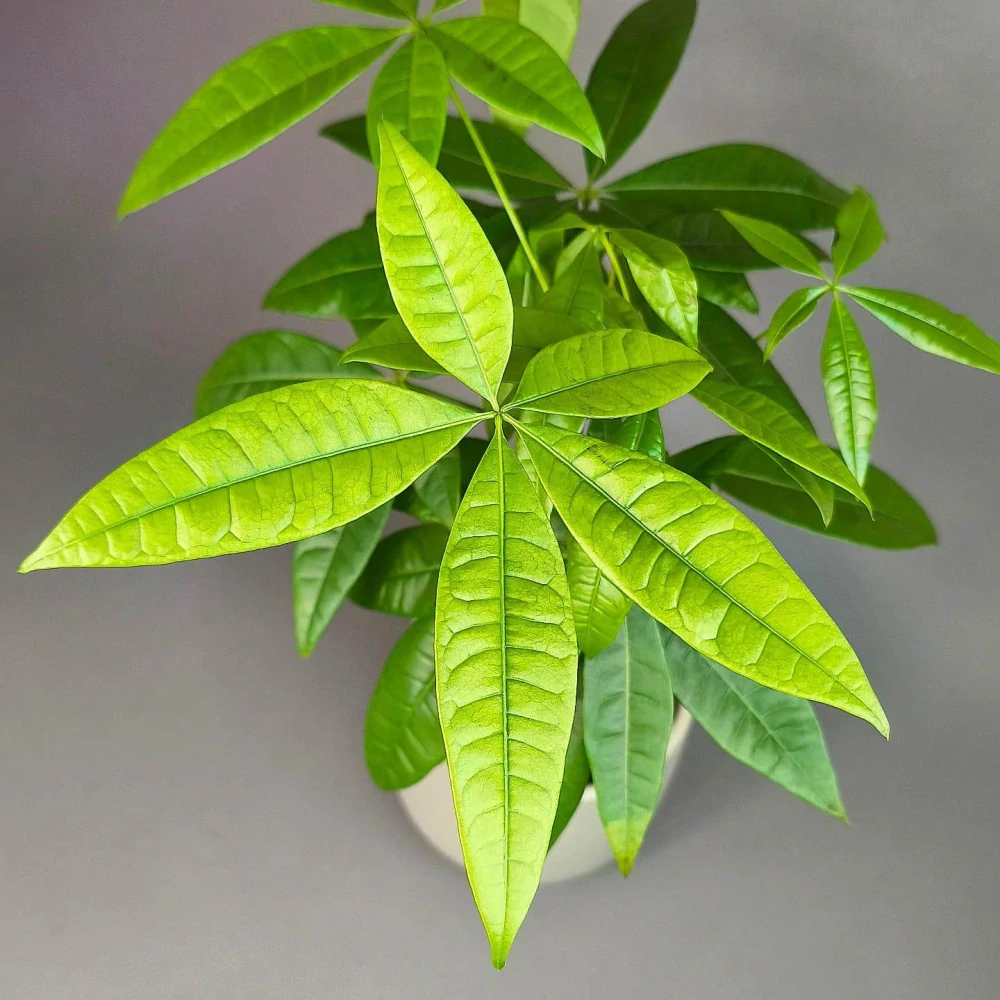 Pachira aquatica