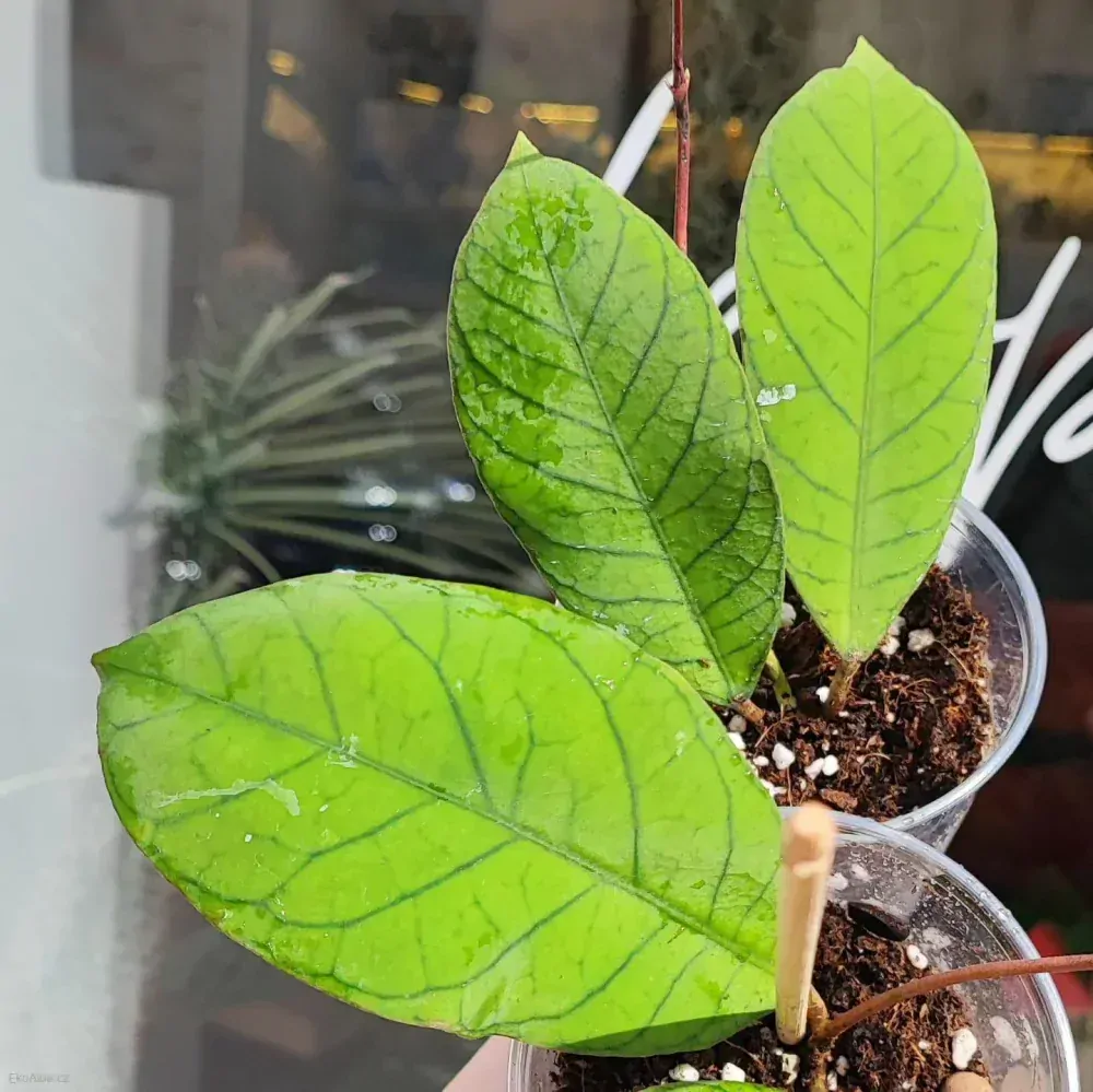 Hoya sp. Sabah EPC-961