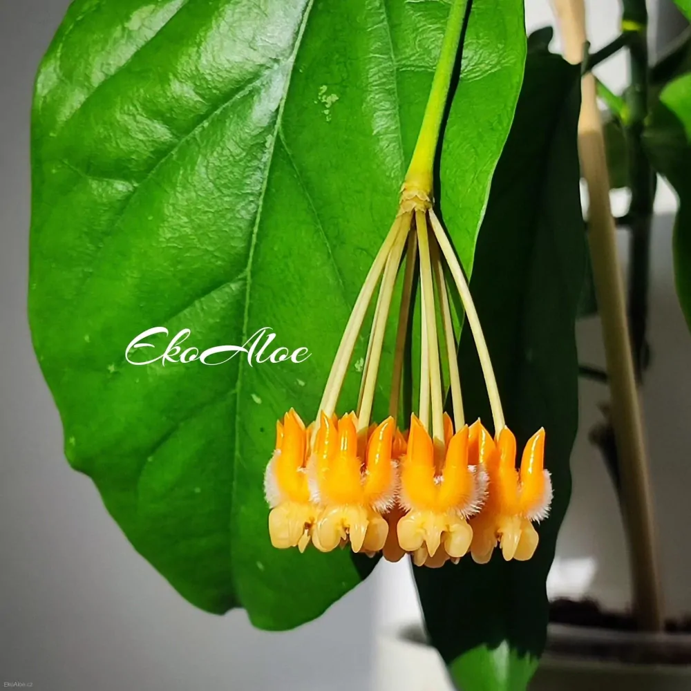 Hoya lasiantha
