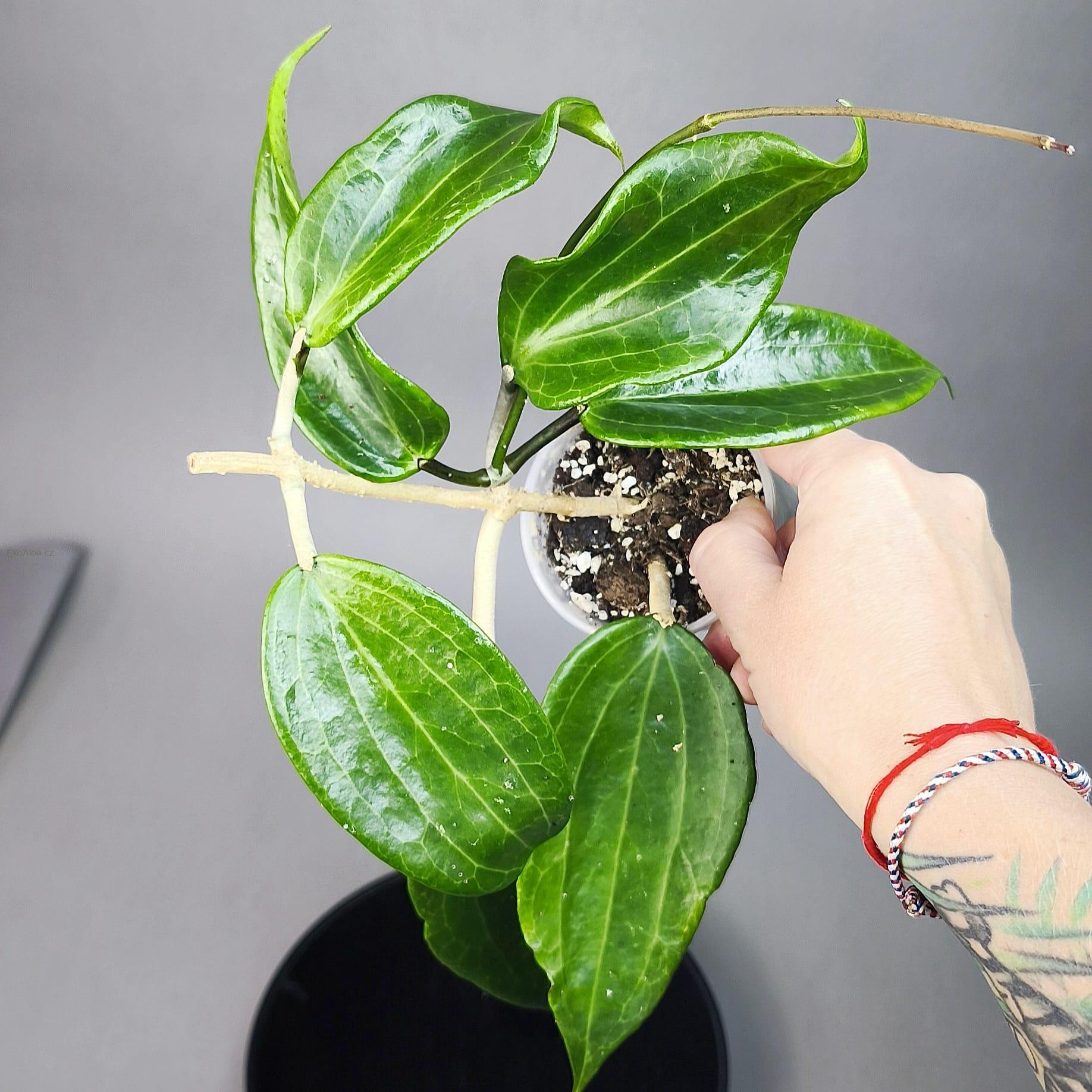 Hoya merrillii