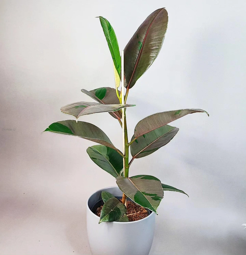 Ficus elastica Pink camouflage