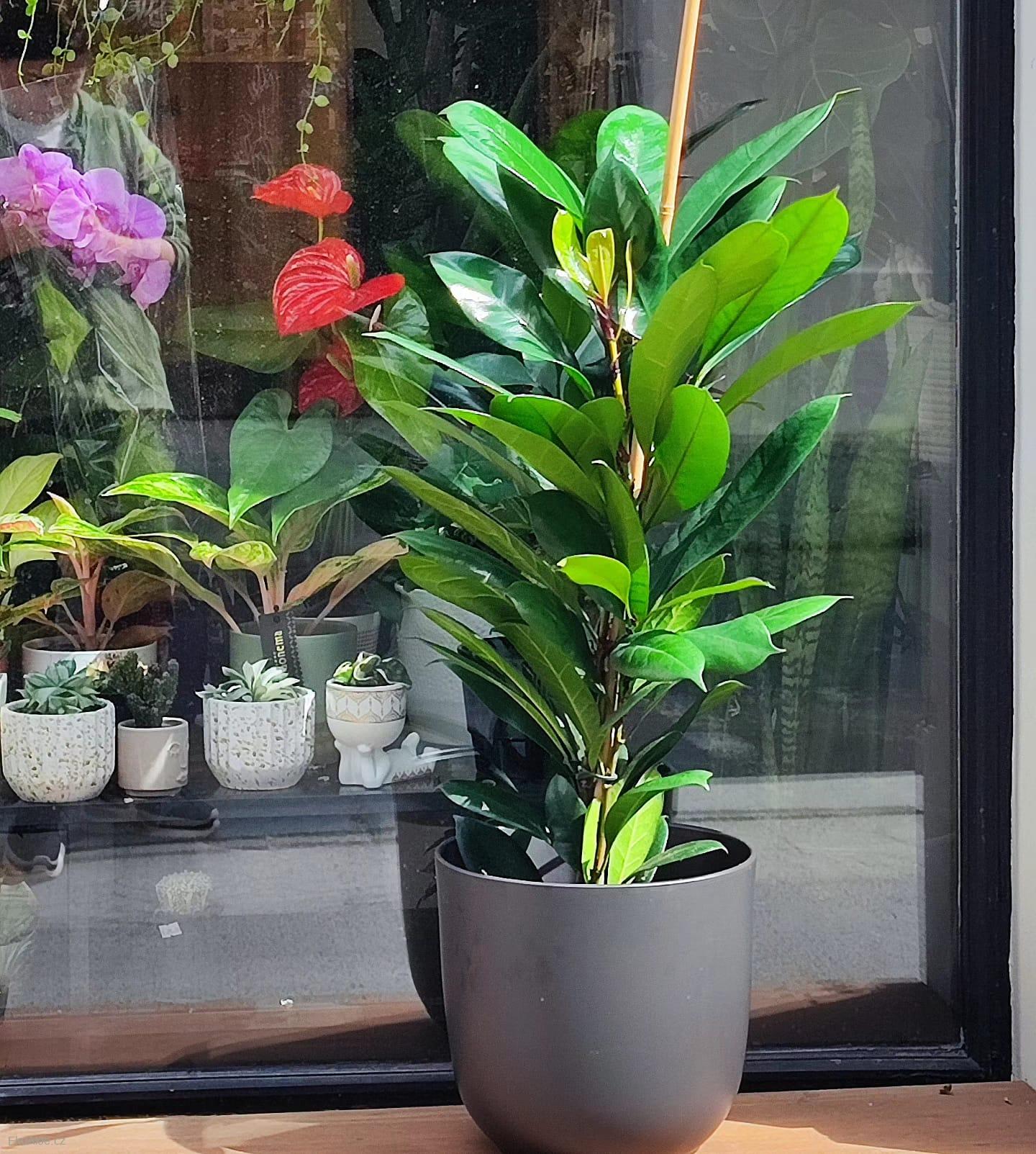 Ficus cyathistipula