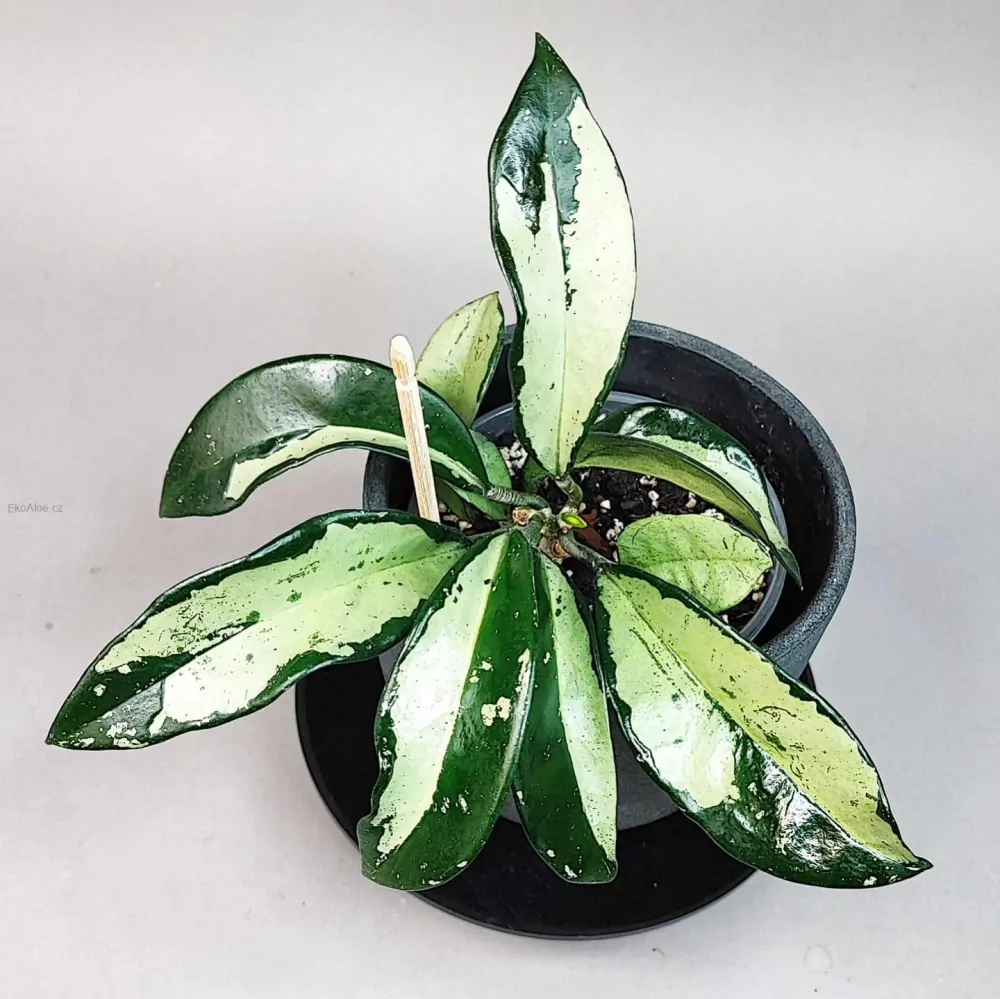 Hoya AH  074 Clone 1