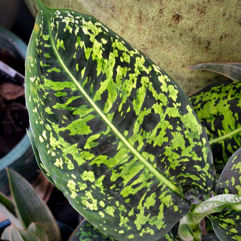 Diefenbachia Reflektor 