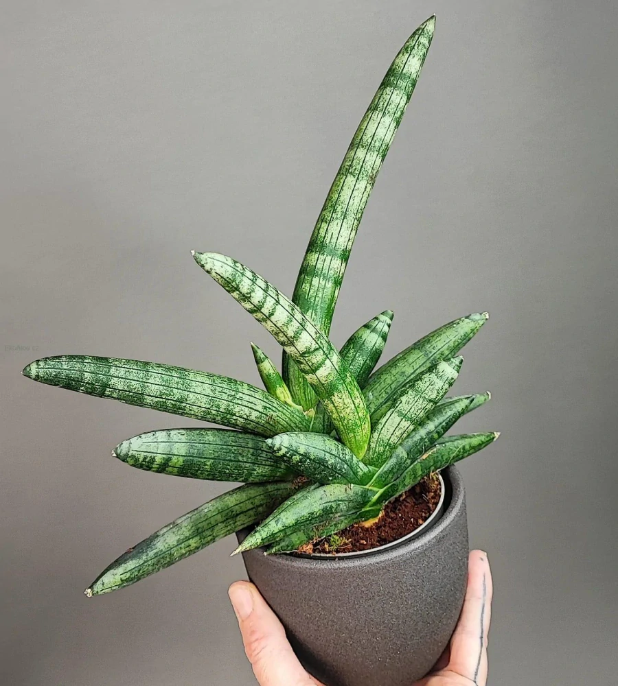 Sansevieria cylindrica Boncel