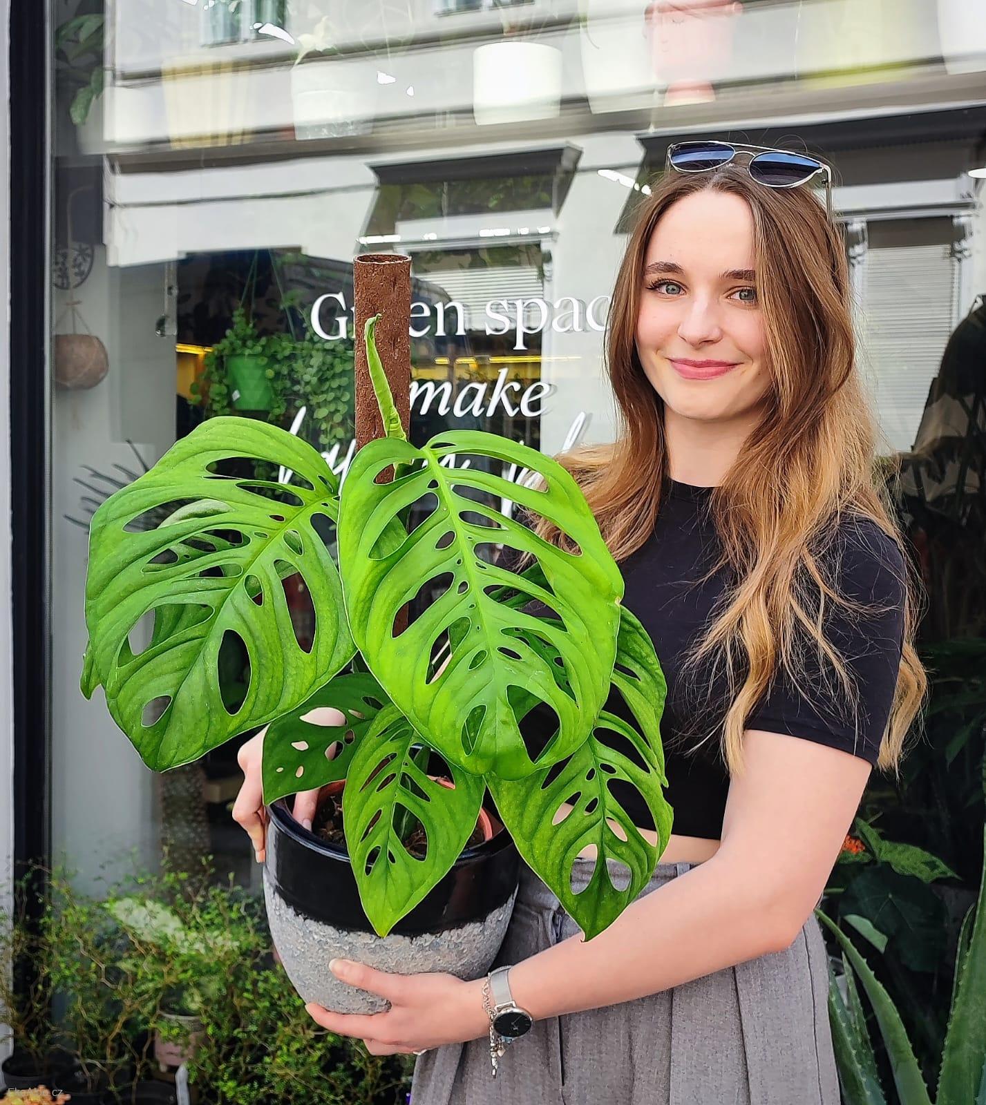 Monstera Esqueletto