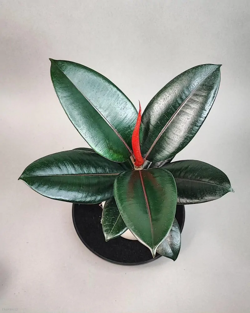 Ficus elastica Burgundy