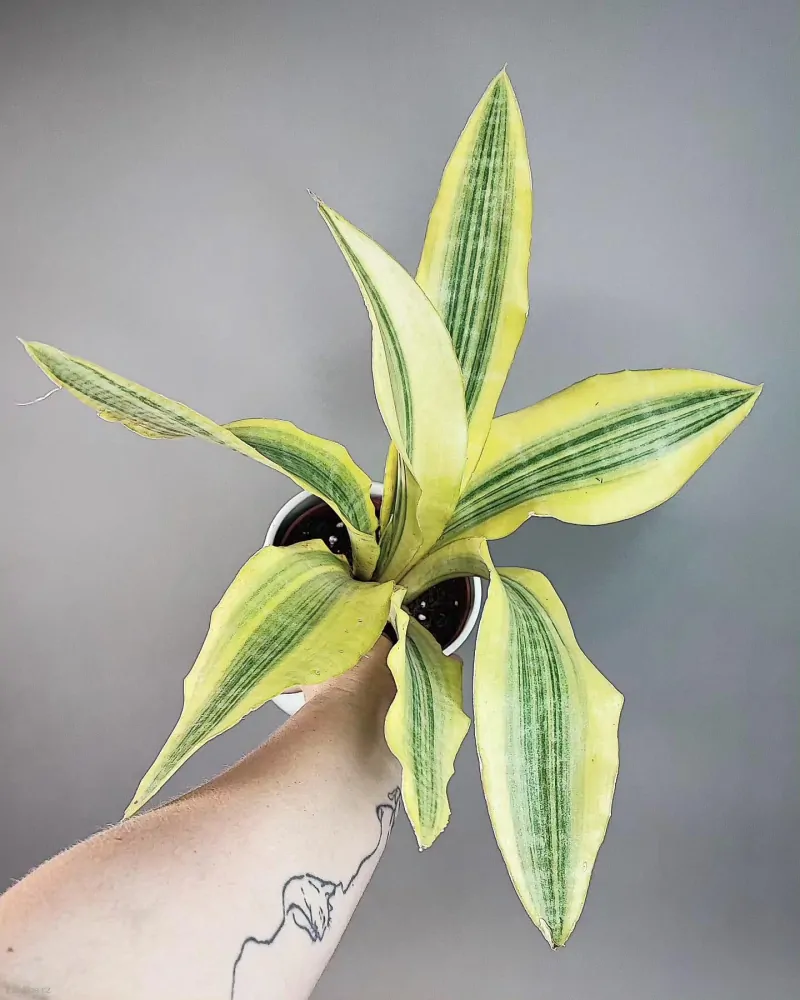 Sansevieria aubrytiana Yellowstone