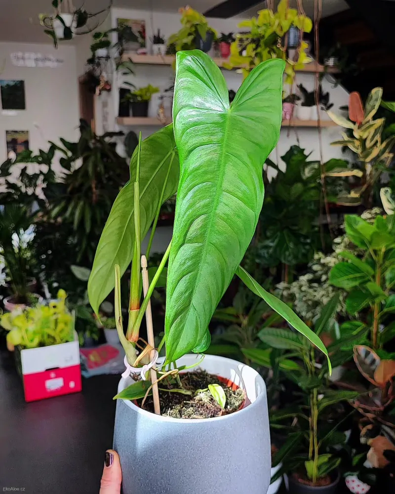 Philodendron sharoniae