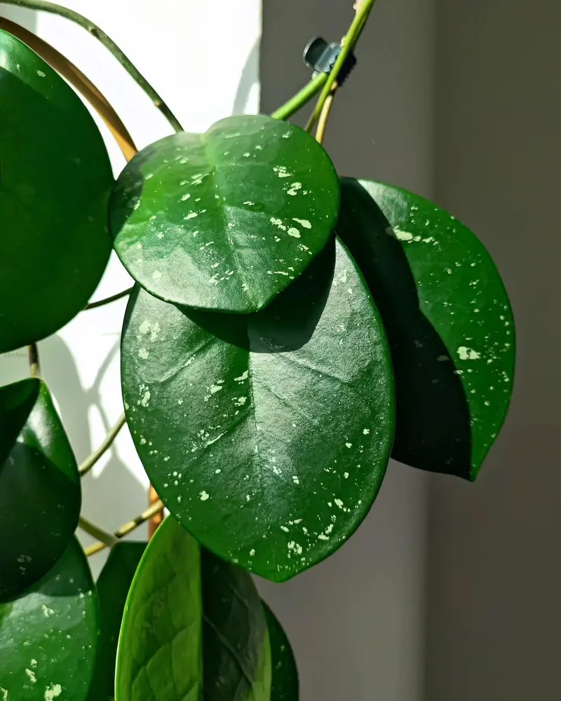 Hoya David's Green Cup řízek k zakořenění
