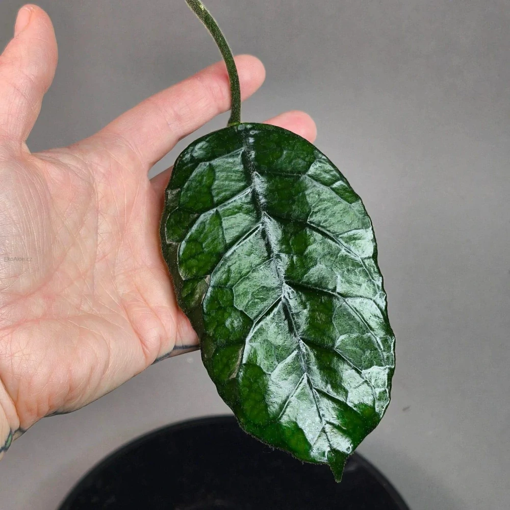 Hoya villosa Cao Bang Vietnam řízek k zakořenění.