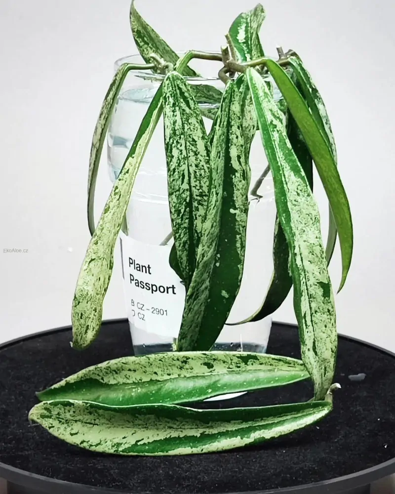 Hoya cv. Minibelle silver splash Řízek k zakořenění