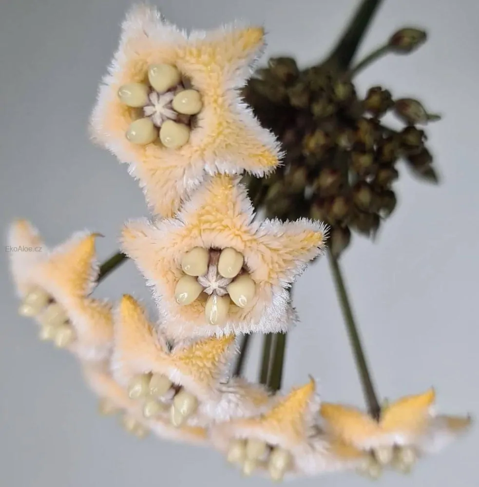 Hoya chewiorum