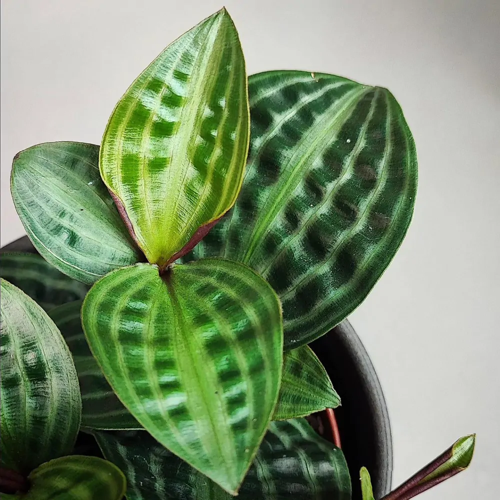 Geogenanthus poeppigii