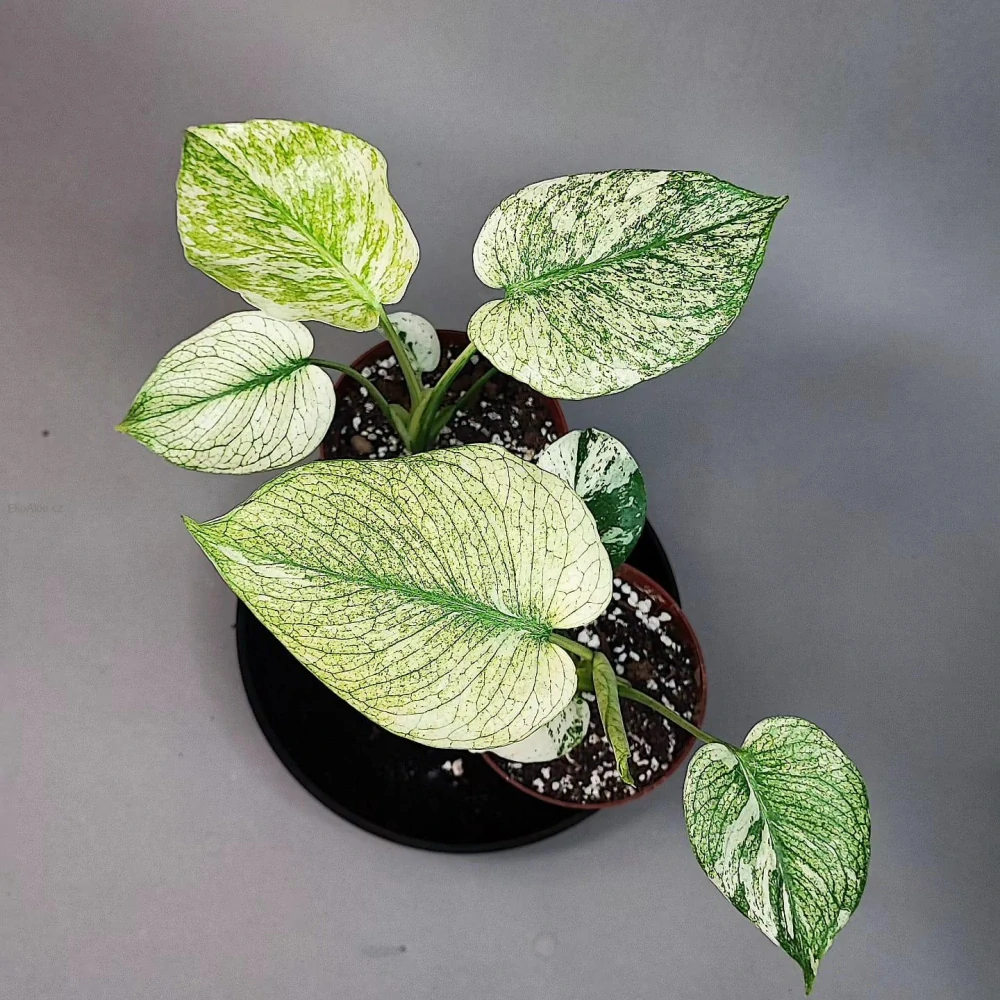 Monstera Deliciosa Mint