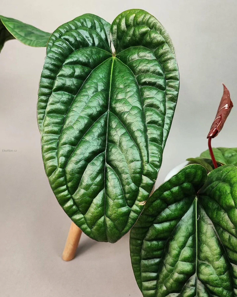 Anthurium Luxurians x Radicans