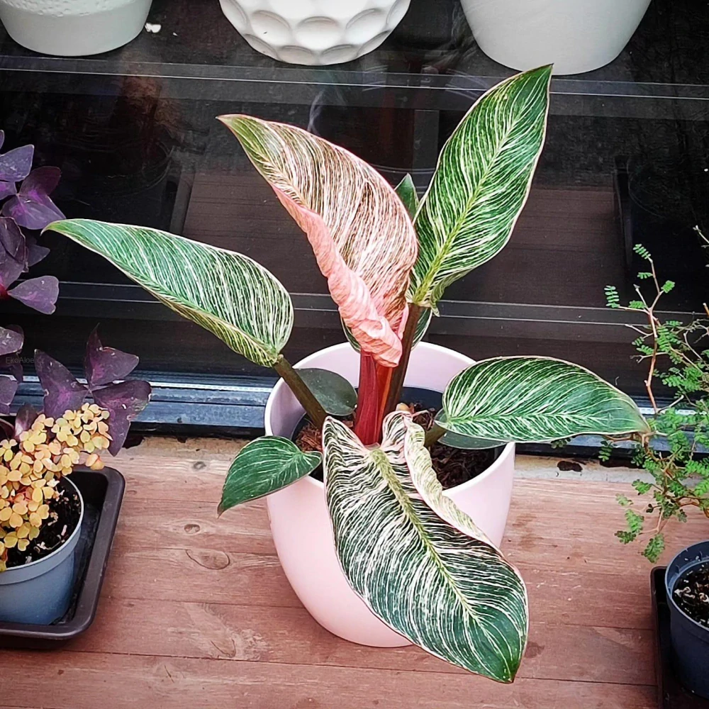 Philodendron Pink Bikini