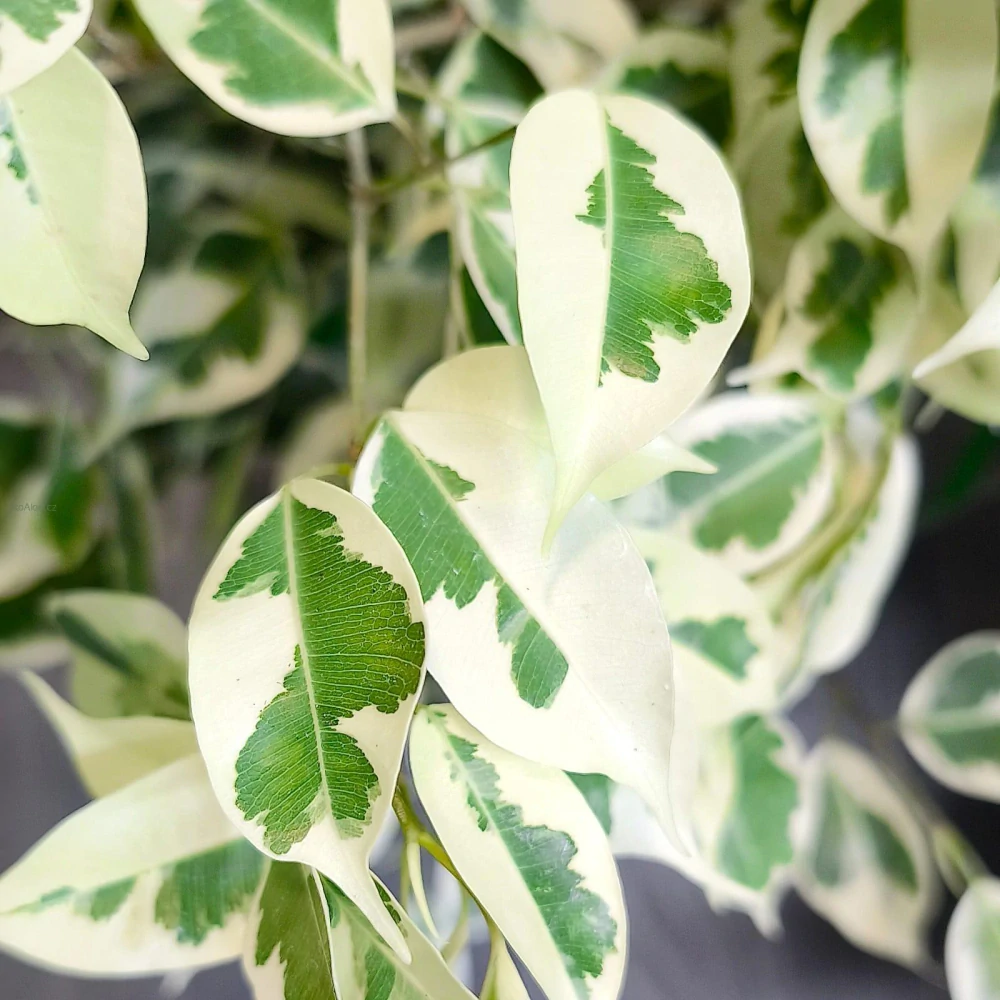 Ficus benjamina Twilight