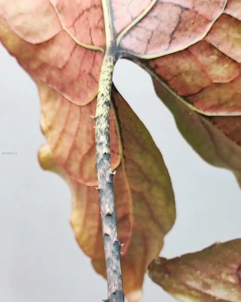 Cytrosperma Johnstonii